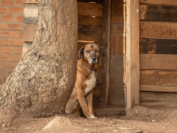 A sad-looking dog next to a tree.
