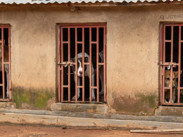 Three dogs kept in tiny, cramped, dark, kennels without bedding or enrichment.