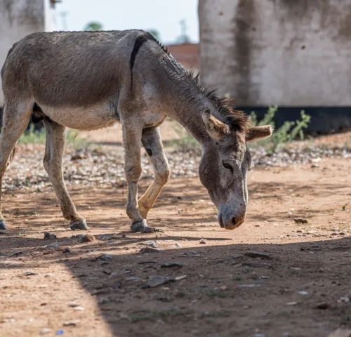 A working donkey stands facing down on a dusty ground in Africa.