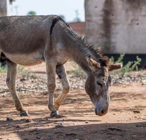A working donkey stands facing down on a dusty ground in Africa.