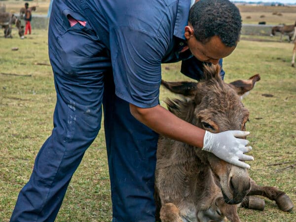 A working donkey sitting on the grass receives treatment from a SPANA vet, who came to her aid via a mobile clinic.