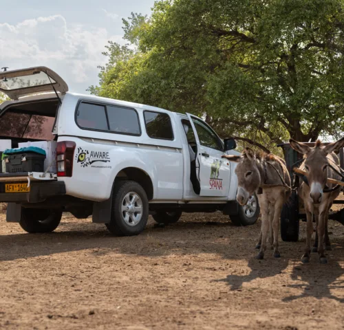 Two donkeys receive treatment from a mobile vet clinic.
