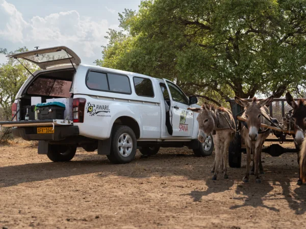 Two donkeys receive treatment from a mobile vet clinic.