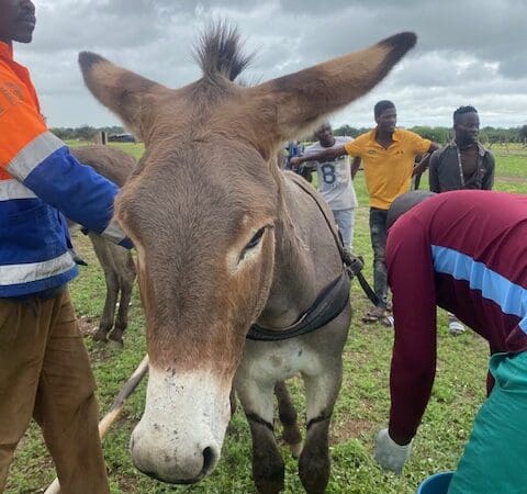 Mary the donkey receives treatment from a SPANA vet, who reached her in rural southern Zimbabwe via a mobile clinic.