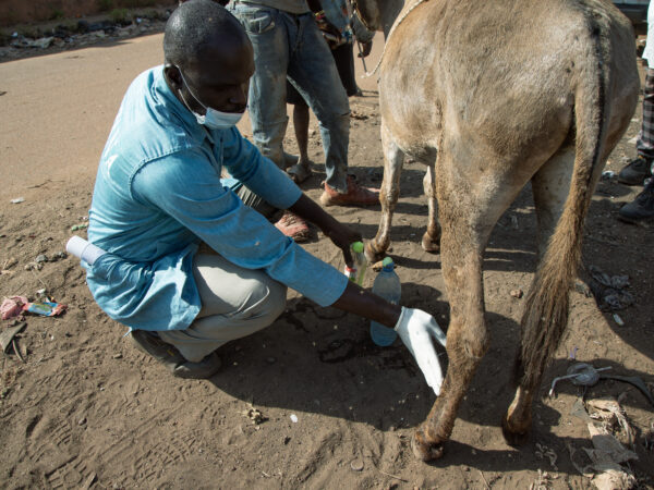 A SPANA vet examines a donkey at a mobile veterinary clinic in Mali