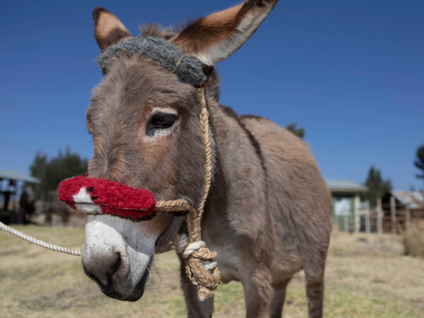 A working donkey waits for treatment at a SPANA clinic in Ethiopia