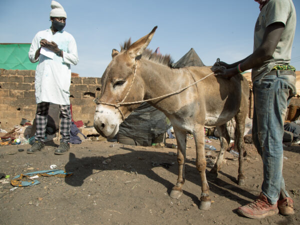 A working donkey waits for treatment at a SPANA mobile clinic in Mali
