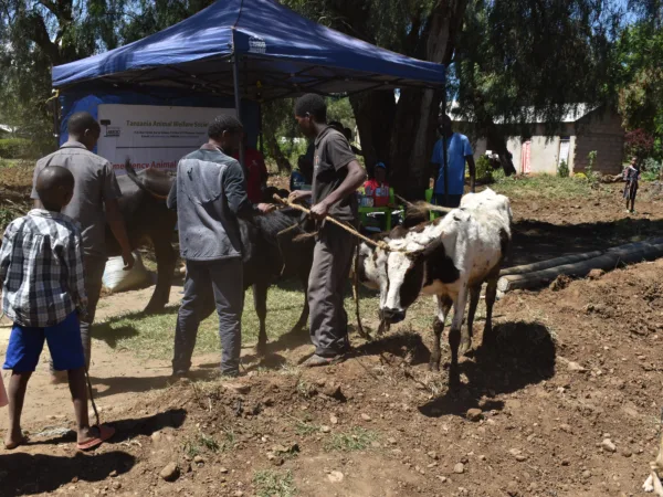 Maua the cow receives veterinary treatment after she was found sick and displaced following the devastating floods and landslides in Tanzania.