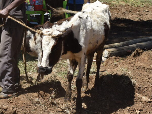 Maua the cow receives veterinary treatment after she was found sick and displaced following the devastating floods and landslides in Tanzania.