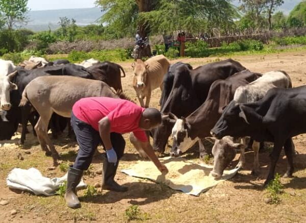 A man feeds a group of cows in the aftermath of the devastating floods and landslides in Tanzania.