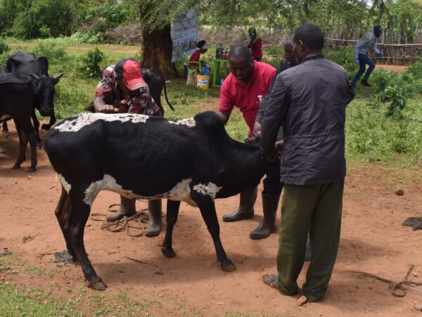 A cow receives treatment from vets following the devastating floods and landslides in Tanzania.