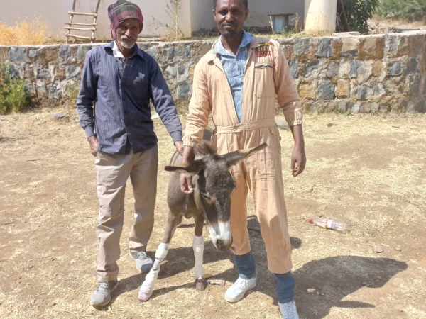A donkey with bandages on his legs stands next to his owner and a SPANA vet after receiving treatment for injures caused by a car accident.