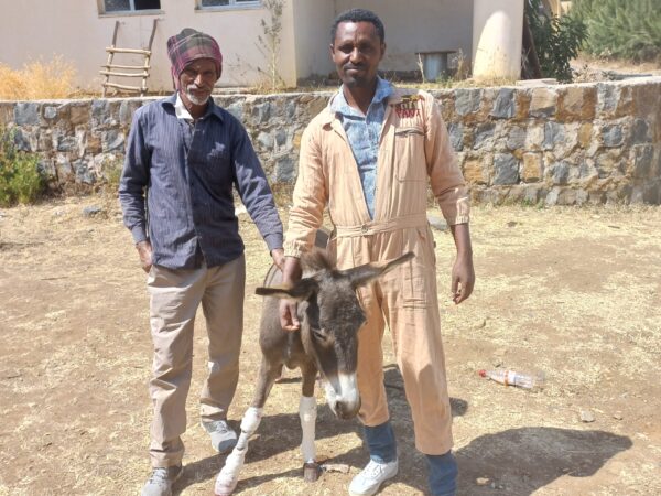 A donkey with bandages on his legs stands next to his owner and a SPANA vet after receiving treatment for injures caused by a car accident.
