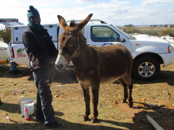 A donkey stands next to its owner. There is a SPANA mobile veterinary clinic in the background.