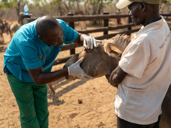 A SPANA vet in Zimbabwe checks the eye of a donkey suffering from an eye infection