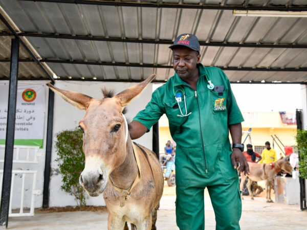 A SPANA vet treats a donkey who was injured in a road accident in Mauritania