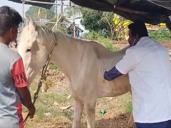 A SPANA vet from India treats a horse who was injured in a road accident