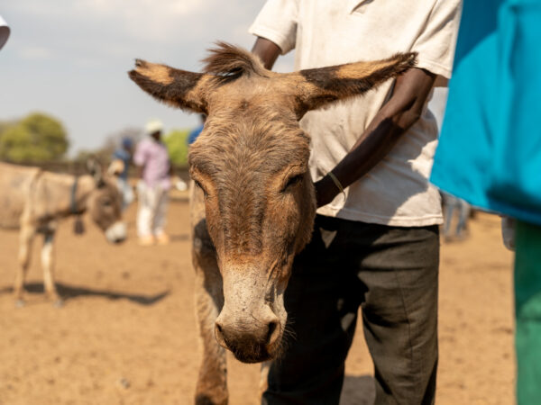 A donkey called Sbema who was treated for an eye infection by SPANA vets in Zimbabwe