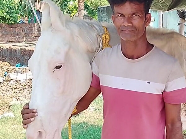 A horse from India who was treated by SPANA vets in India following a road accident