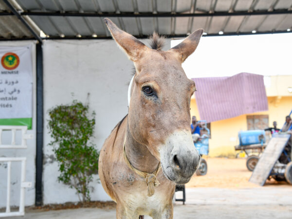 A working donkey at SPANA's veterinary centre in Mauritania