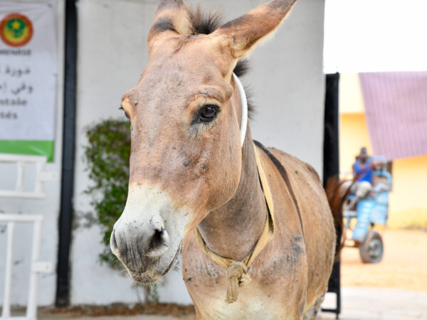 A working donkey visits SPANA's veterinary centre in Mauritania