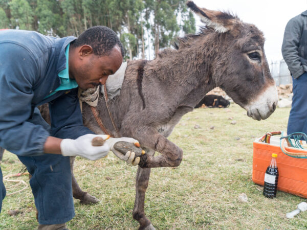 a grey donkey has their hoof checked by a SPANA farrier