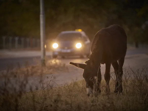 SPANA teams meet many working animals who have been the victim of road accidents