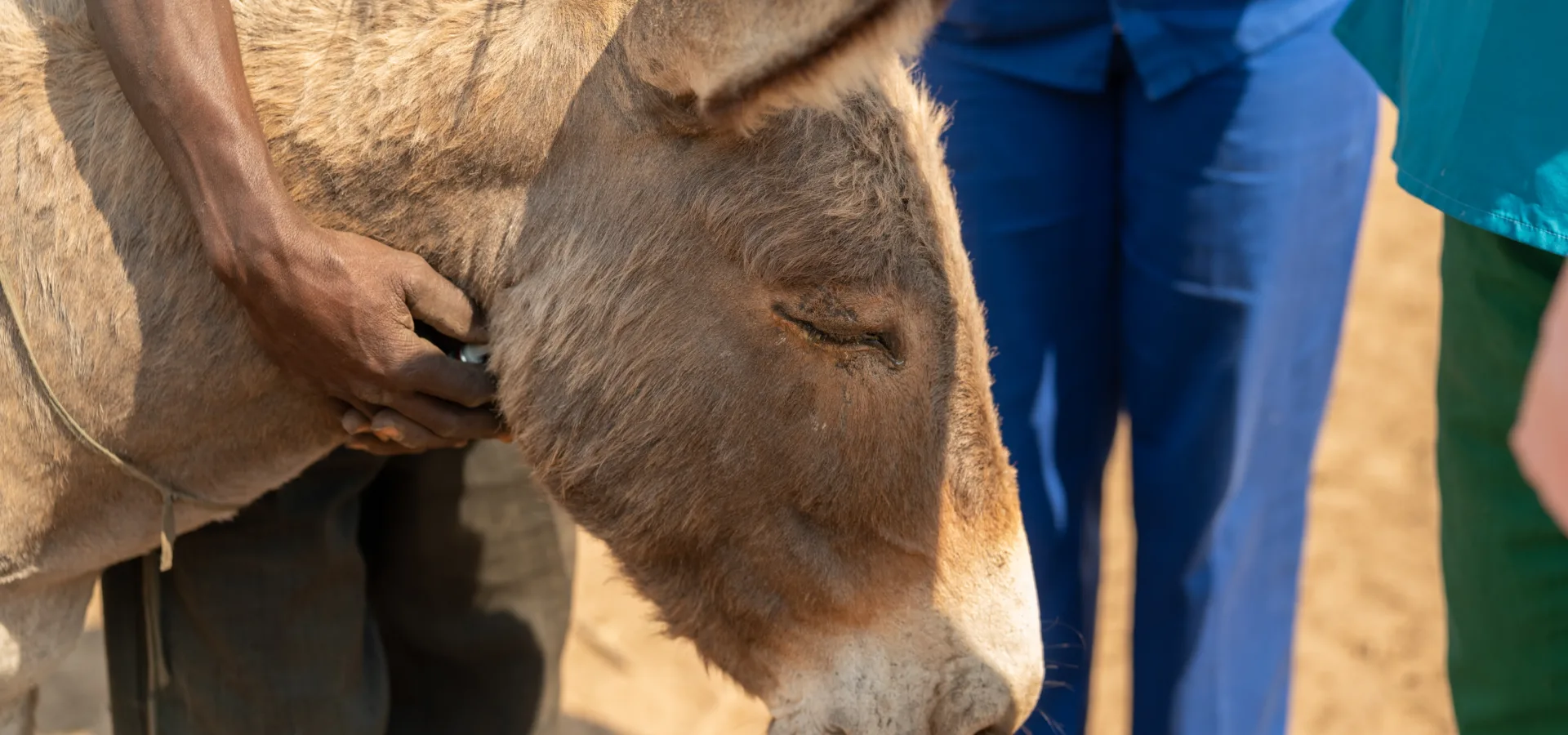 Sbema the donkey from Zimbabwe was treated by SPANA vets for an eye infection