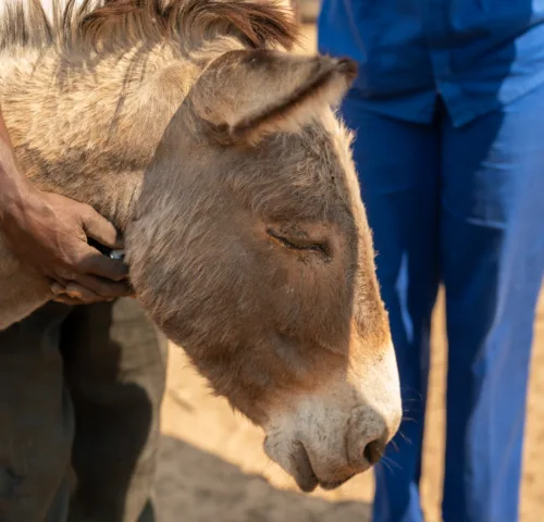 Sbema the donkey from Zimbabwe was treated by SPANA vets for an eye infection