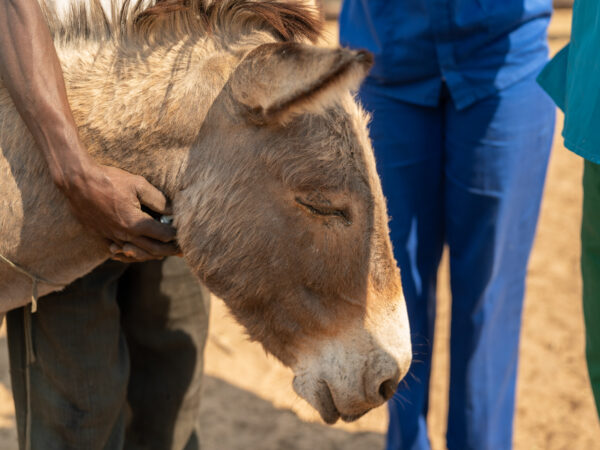 Sbema the donkey from Zimbabwe was treated by SPANA vets for an eye infection