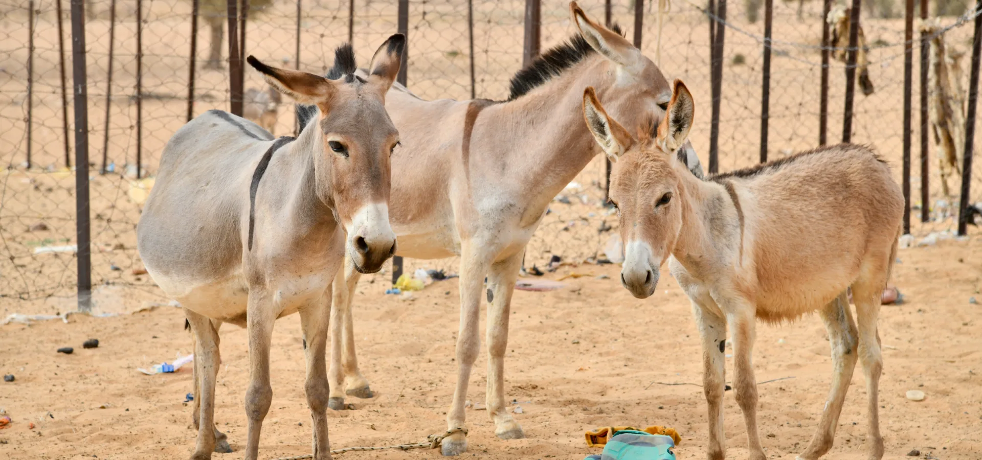 a collection of three working donkeys