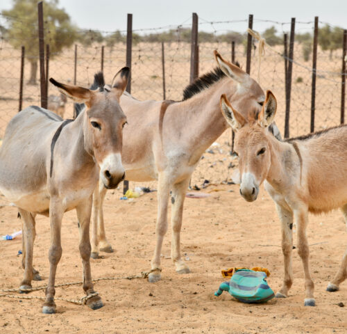 a collection of three working donkeys