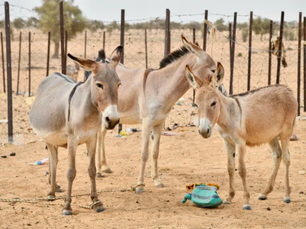 a collection of three working donkeys