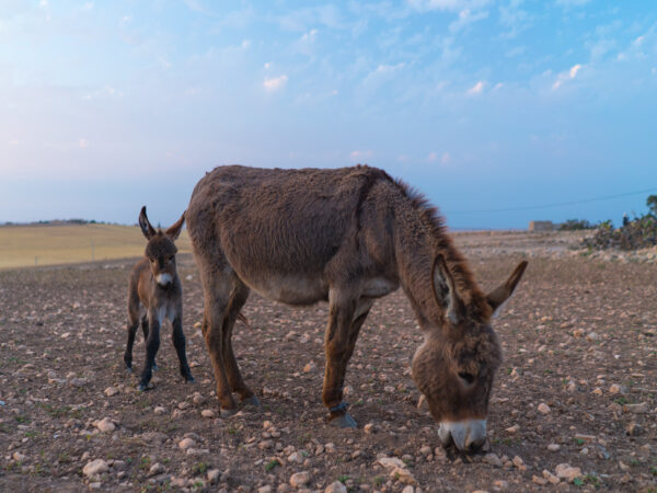 a working donkey mother and foal