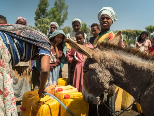 A donkey is provided with drinking water in Shashemene, Ethiopia.