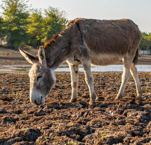 donkey grazing in dry land due to drought