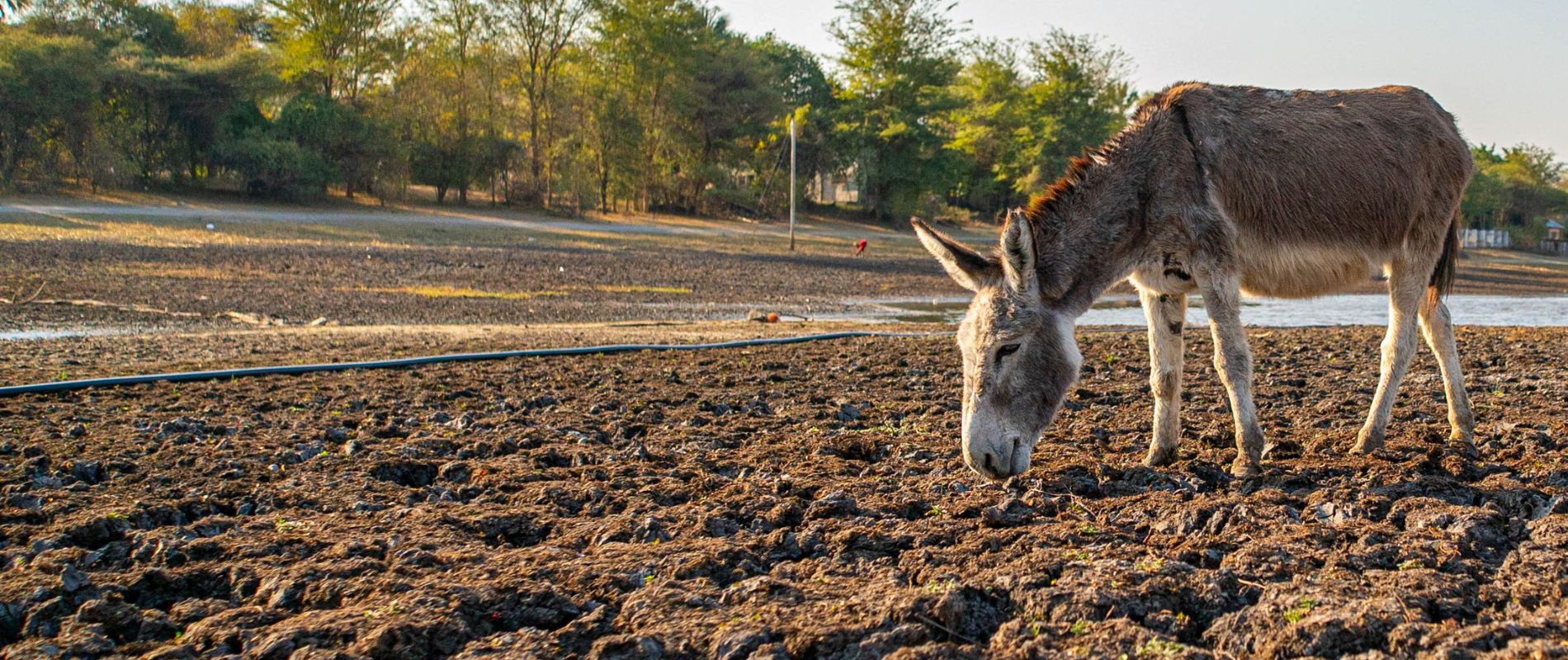 donkey grazing in dry land due to drought