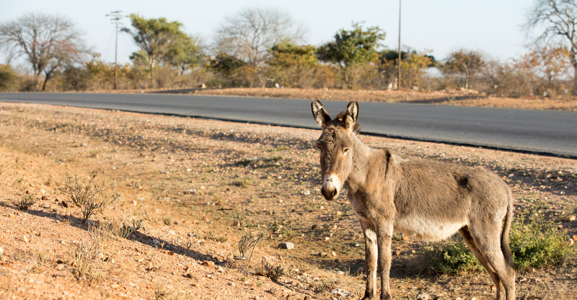 A donkey stands next to a rural road in Zimbabwe.
