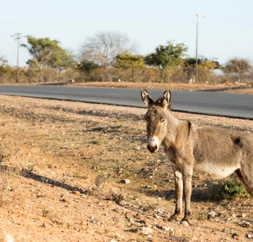 A donkey stands next to a rural road in Zimbabwe.