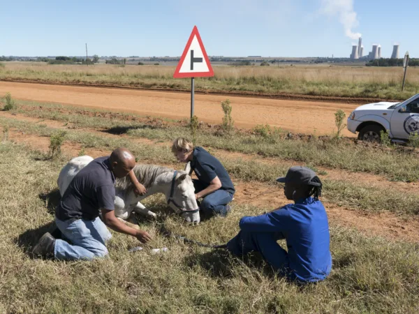 SPANA teams attending to an injured horse on the side of the road.