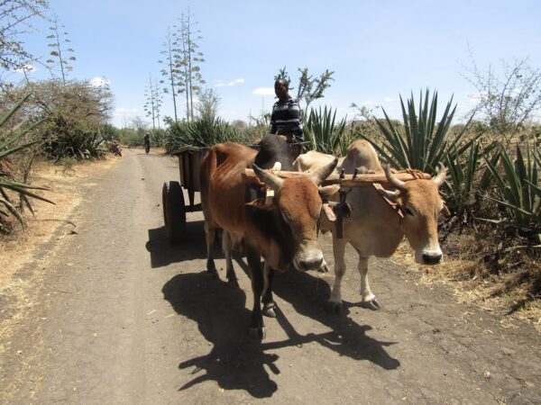 Two working oxen pull a cart in kenya