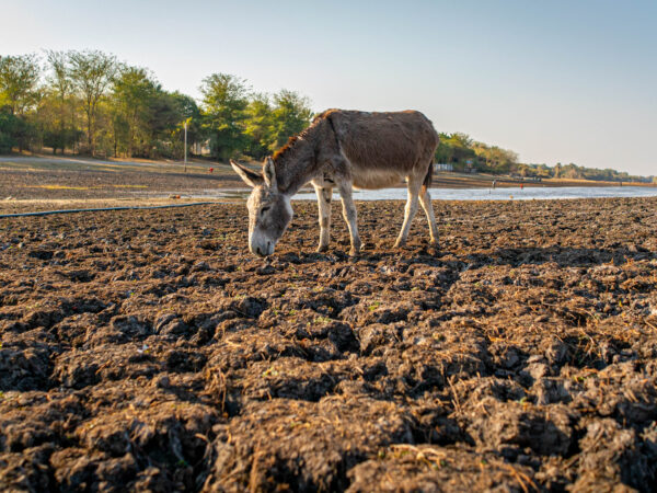 A working donkey searches for water in Botswana