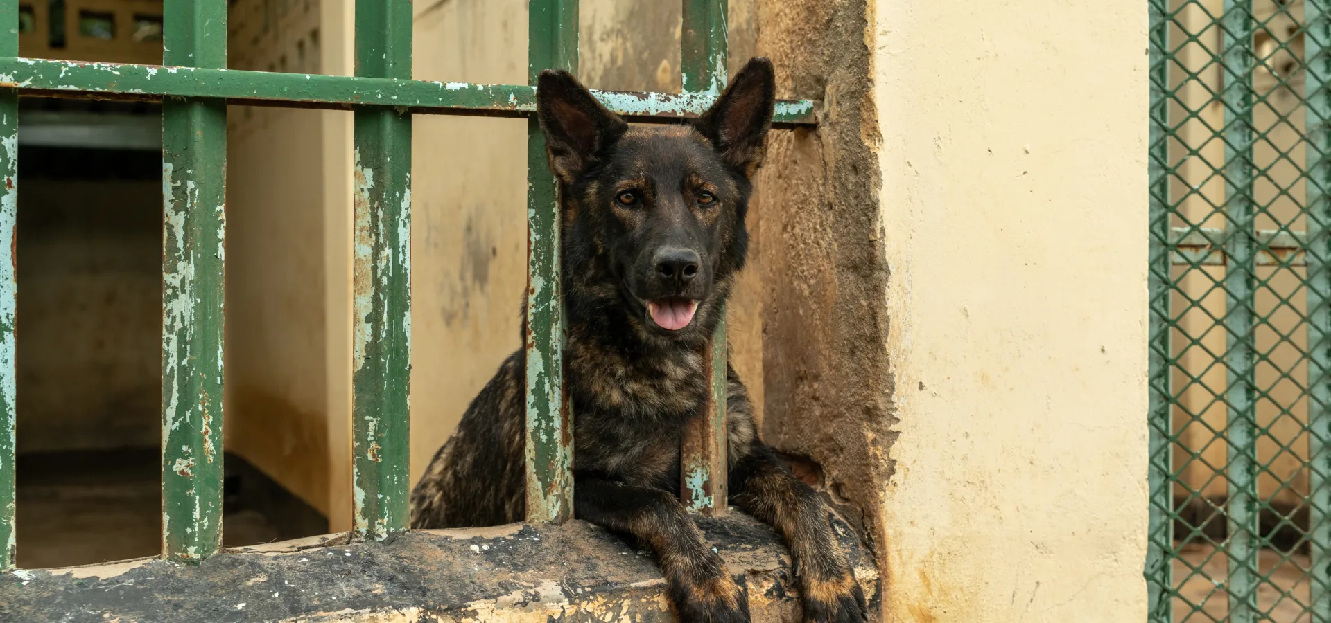 A working dog rests in a kennel in Malawi