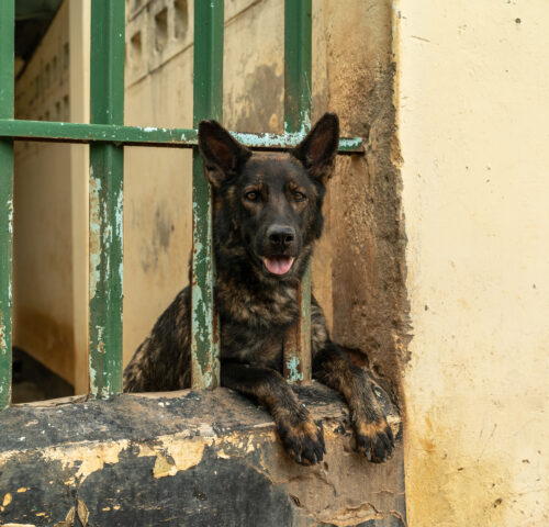 A working dog rests in a kennel in Malawi