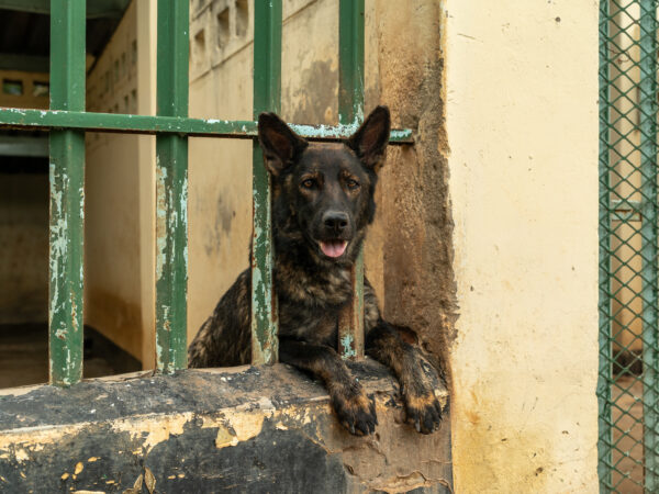 A working dog rests in a kennel in Malawi