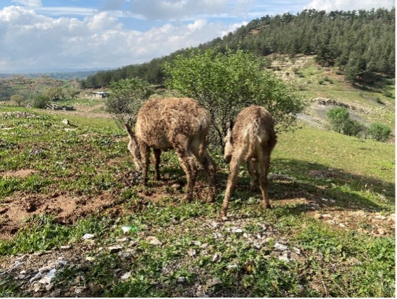 Two working donkeys rescued by SPANA following flash flooding in Iraqi Kurdistan