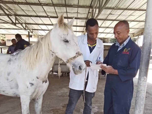 A horse involved in an accident on the road at a SPANA centre in Ethiopia