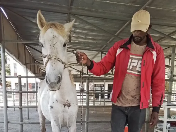 A horse involved in an accident on the road waits for treatment at a SPANA vet centre