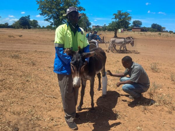 Champion the donkey was hit by a truck while carrying goods in Zimbabwe. He received vital treatment from SPANA vets.