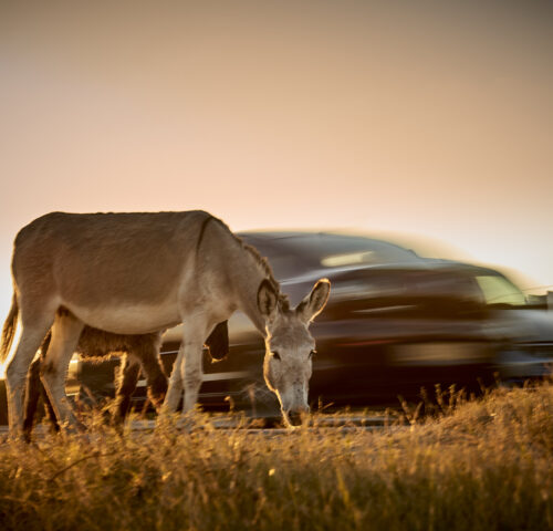 A donkey stands next to a car whizzing behind him. Working animals are at risk of being hit by vehicles.